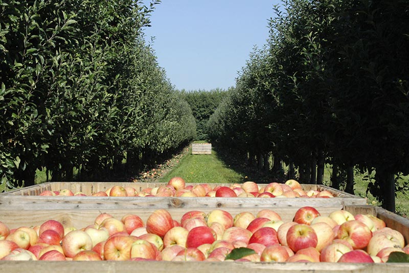 L’ORIGINE DE NOS FRUITS